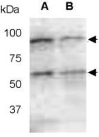 Mmp14a antibody