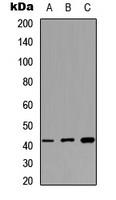 MAS1L antibody
