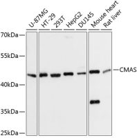 CMAS antibody