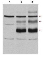 C-Myb antibody