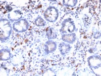 MUC3 antibody [MUC3/2992R]