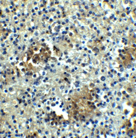 ABCA7 antibody