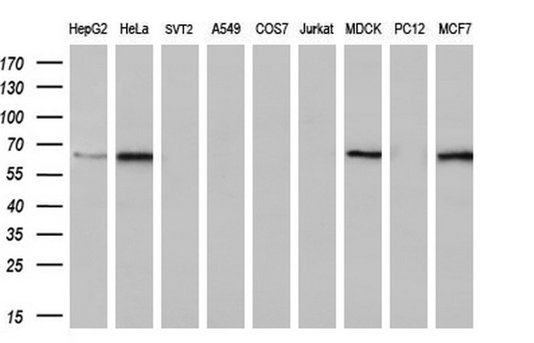 FRK antibody [5F3]