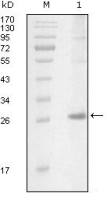ITK antibody [5G12C4]