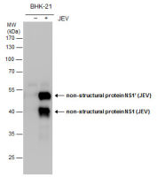 Japanese encephalitis virus NS1 antibody