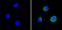 CD58 antibody [TS2/9]