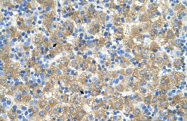 MARVELD3 antibody, Internal