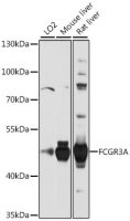 CD16a antibody