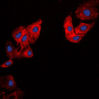 COL5A1 antibody