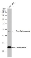 Cathepsin A antibody