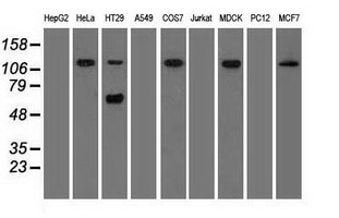 SIGLEC9 antibody [6D8]