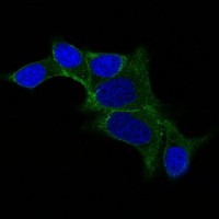 ODC antibody [ODC1/487]