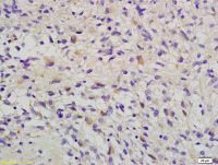 RAB14 antibody