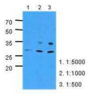 PNPO antibody [AT2C7]