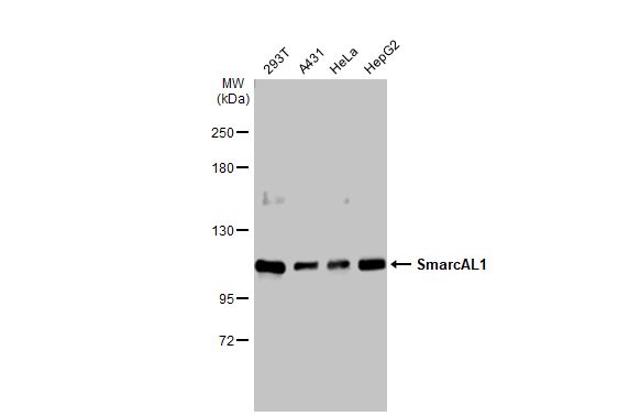 SmarcAL1 antibody