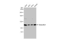 SmarcAL1 antibody