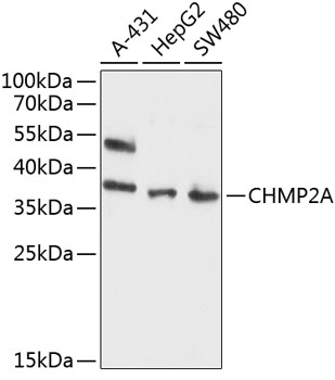CHMP2A antibody