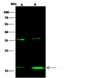 PSCA antibody