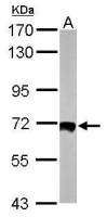HSF2 antibody [N1N3]