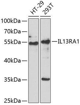 IL13 Receptor alpha 1 antibody