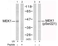 MEK1 (phospho Ser221) antibody