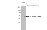 STAT1 (phospho Tyr701) antibody