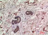 SMAD3 antibody [4C9]