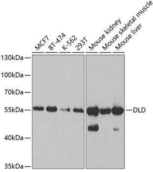 DLD antibody