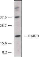 RAIDD antibody, C-term
