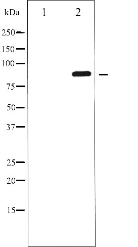 GluR2 (phospho Ser880) antibody