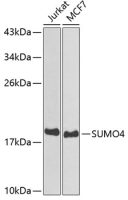 SUMO4 antibody