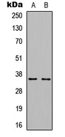 Cyclin D1 (phospho Thr286) antibody