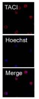TACI antibody [9D22]