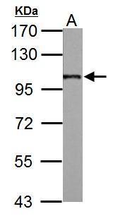 AP2B1 antibody