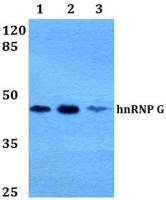 hnRNP G antibody