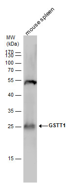GSTT1 antibody