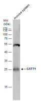 GSTT1 antibody