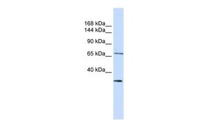SEMA6D antibody, N-term