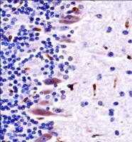 MLK4 antibody