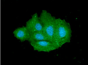 SULT2A1 antibody [AT13E10]