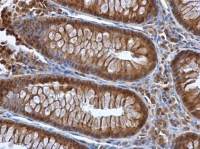 Selenoprotein P antibody