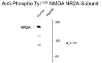 NMDAR2A (phospho Tyr1325) antibody