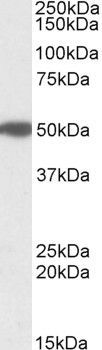 MON1A (aa478-489) antibody, Internal