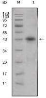 Apolipoprotein L1 antibody [1D4]