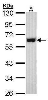 p54nrb antibody
