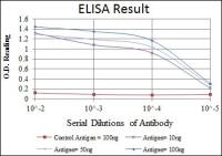 NFkB p105/p50 antibody [5D10]