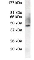 PREB antibody