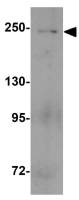 MYH3 antibody