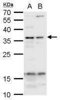 USF1 antibody