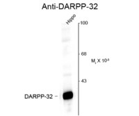 DARPP-32 antibody